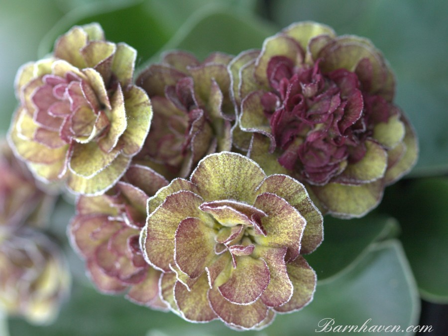 Double auricula LINCOLN MELODY