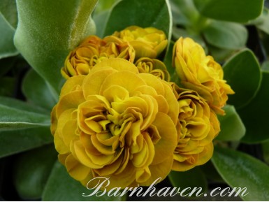 Double auricula COLONEL MUSTARD