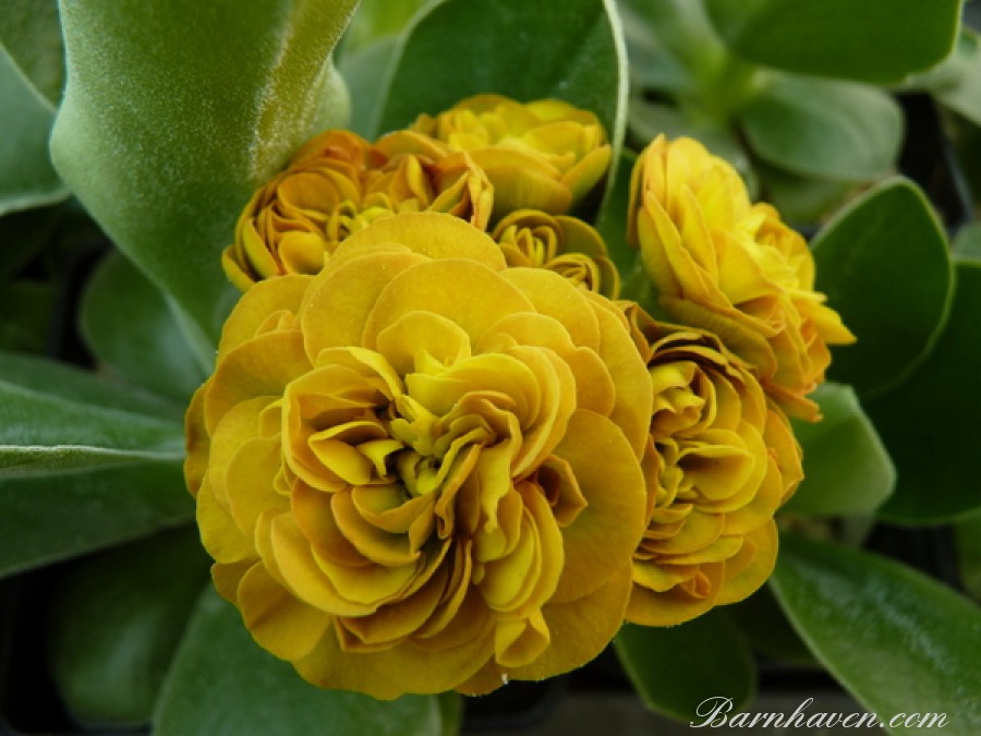 Double auricula COLONEL MUSTARD