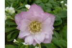 Helleborus x hybridus 'Hybrides de Barnhaven' Double Rose