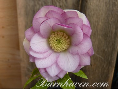 Helleborus x hybridus 'Hybrides de Barnhaven' - Rose Double 