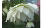 White and Cream Double hellebores