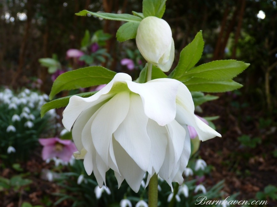 White and Cream Double hellebores