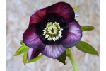 Hellebore anemone centre purple