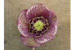 Hellebore anemone centre purple