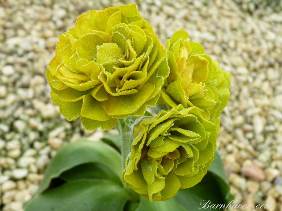 Double auricula PICCALILLI