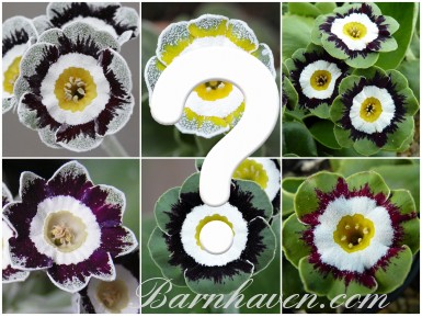 EDGES AND FANCIES AURICULA - Seed
