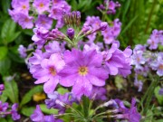 Primula japonica 'Violet Oriental'