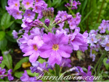Primula japonica 'Violet Oriental'