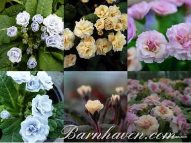 PRIMEVERES DOUBLES DE BARNHAVEN  - Collection de plantes