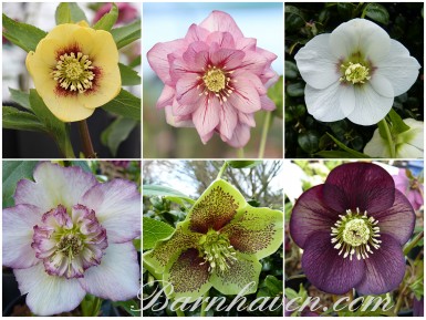 HELLEBORE HYBRIDS Open-pollinated plant collection