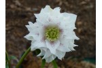 Helleborus x hybridus 'Barnhaven Hybrids' White Spotted Doubles