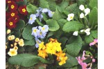 Wild Primrose Plant collection