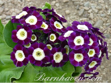 BARNHAVEN BORDER AURICULAS - Purple shades