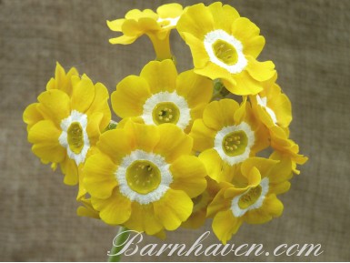 BARNHAVEN BORDER AURICULAS - Yellow shades