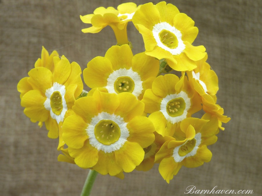 BARNHAVEN BORDER AURICULAS - Yellow shades