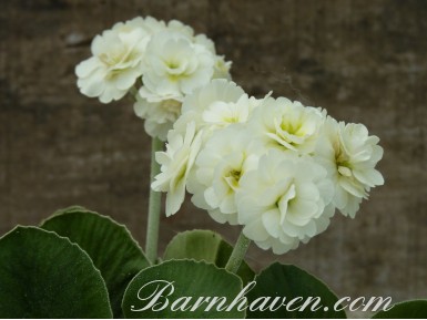 BARNHAVEN DOUBLE AURICULA - Cream shades