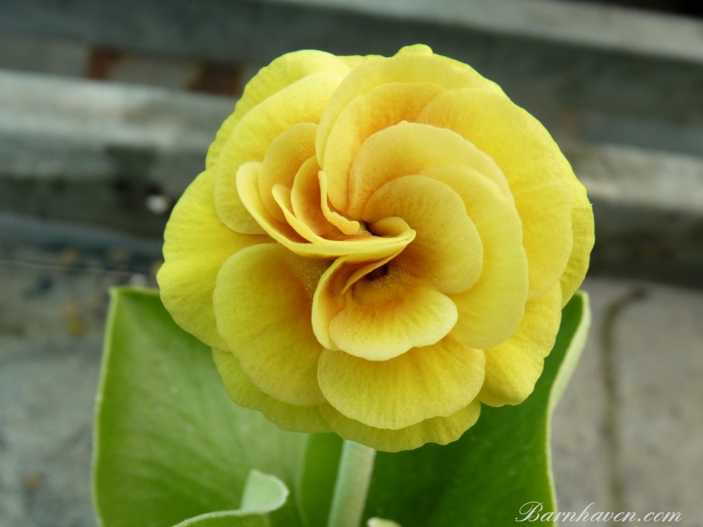 Primula auricula double gold shades