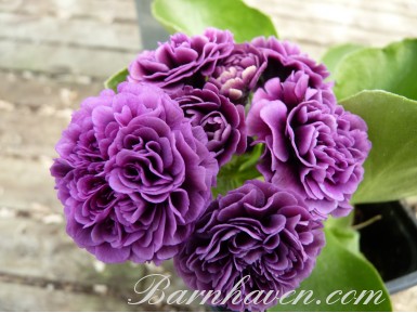 BARNHAVEN DOUBLE AURICULA - Purple shades