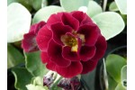 BARNHAVEN DOUBLE AURICULA - Red shades