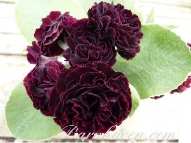 BARNHAVEN DOUBLE AURICULA - Red shades