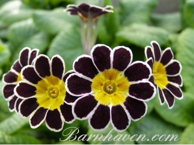 SILVER LACED POLYANTHUS