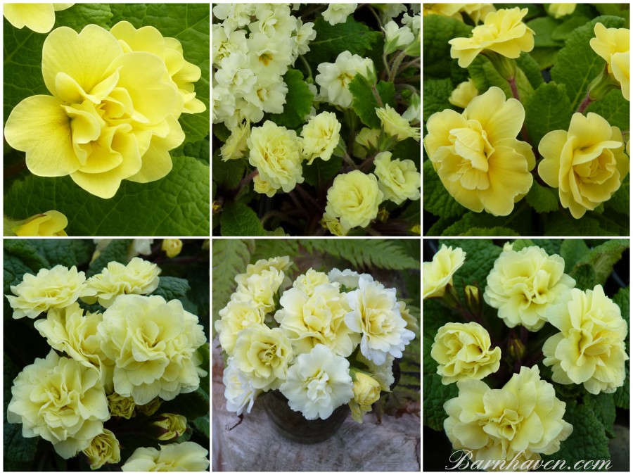 Yellow double primrose