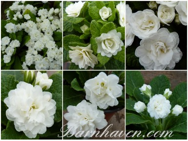 White double primrose