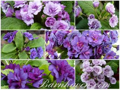 BARNHAVEN DOUBLE PRIMROSE  - Mauves and purples