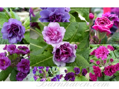 BARNHAVEN DOUBLE PRIMROSE - Purples