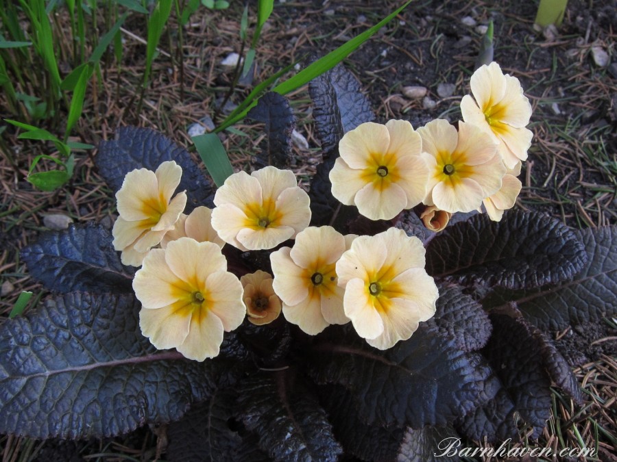 Irish Primula CLADDAGH
