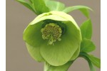 Green flower hellebore