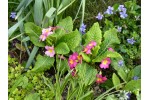 Primula Candy Pinks