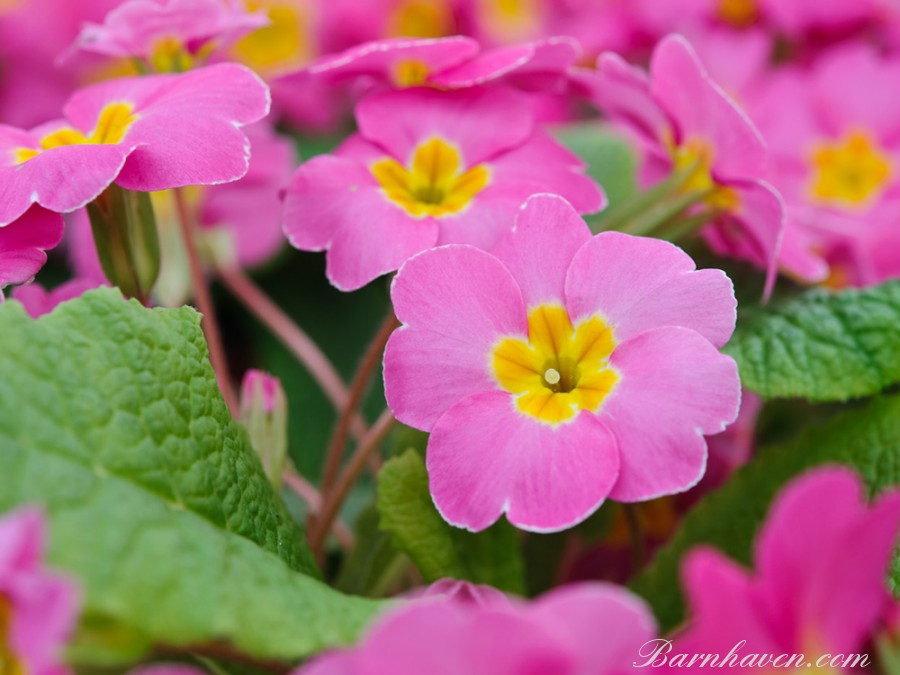 Primula Candy Pinks