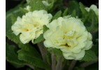 DOUBLE PRIMROSE  Jack-in-the-green
