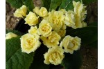 Double primrose BONHEUR