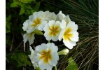 Polyanthus primrose WINTER WHITE