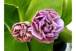 Double pink auricula Mamm-Gozh