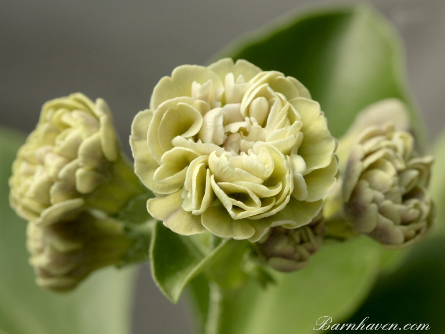 Auricule double rose Mamm-Gozh