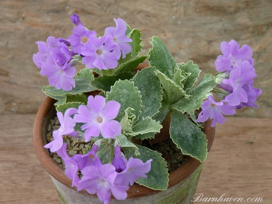 Alpine primula Clears variety