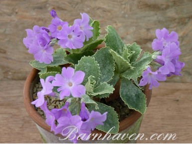 Alpine primula Clears variety