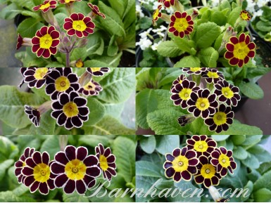 GOLD AND SILVER-LACED  PRIMULA - Plant Collection