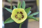 Hellebore yellow with red centre