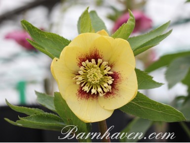 Hellebore yellow with red centre