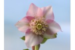 Lenzrosen rosa Anemonenblütige rosa