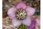Hellebore pink anemone centre