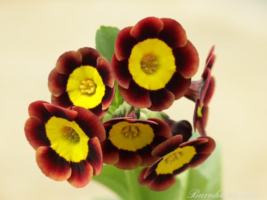 Primula auricula Bewitched