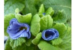 Primula jack-in-the-green blue
