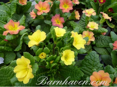 Butterscotch primrose jack-in-the-green