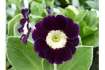 Gartenaurikel Violett